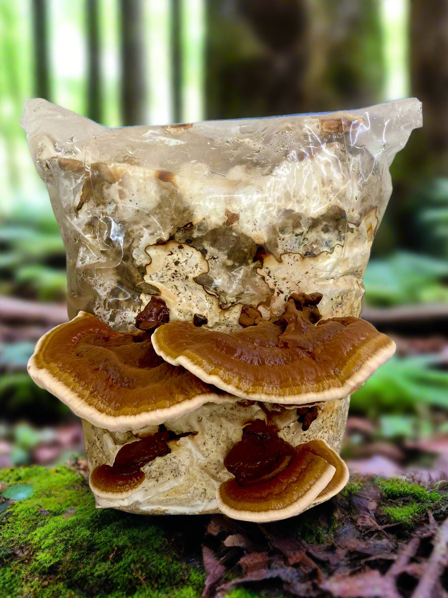 Reishi Dual Extract
