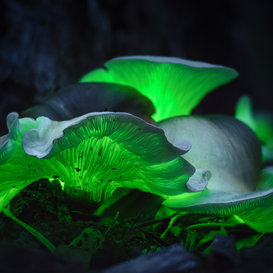 Australia's Glowing Gems: A Peek into the World of Bioluminescent Fungi