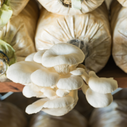 Winter White Oyster Mushroom Grow Kit