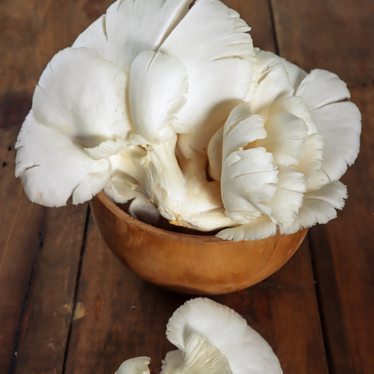 Winter White Oyster Mushrooms (1kg)