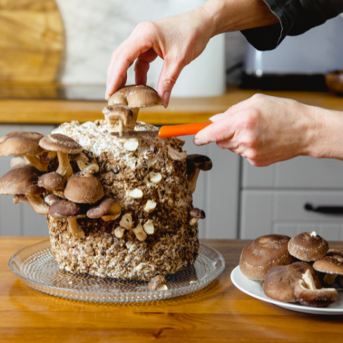 A person is cutting a Shitake Mushroom from a substrate block with a knife