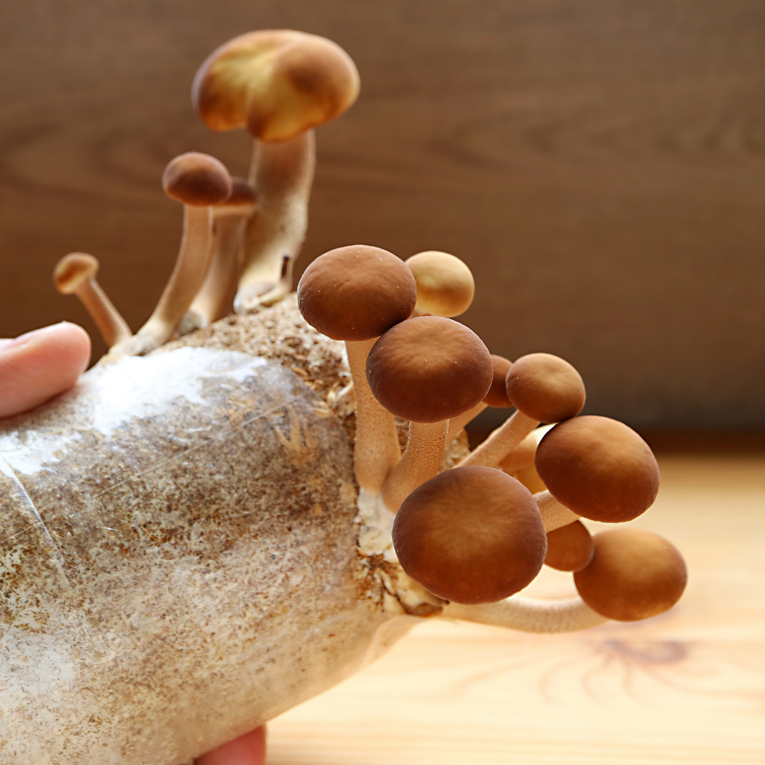 a mushroom grow bag with mushrooms growing out of it