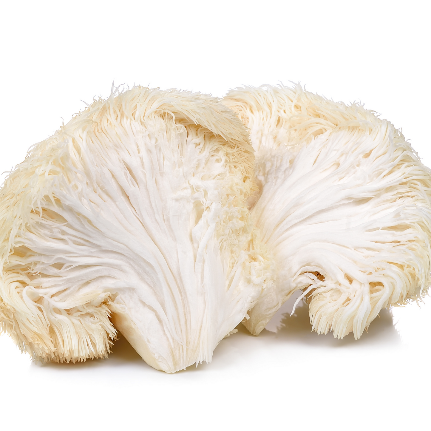 A fluffy lions mane mushroom cut in half