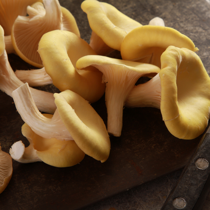 Picked yellow oysters scattered on a chopping board