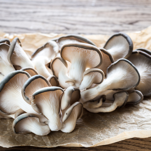 Blue Oyster Mushroom Grow Kit