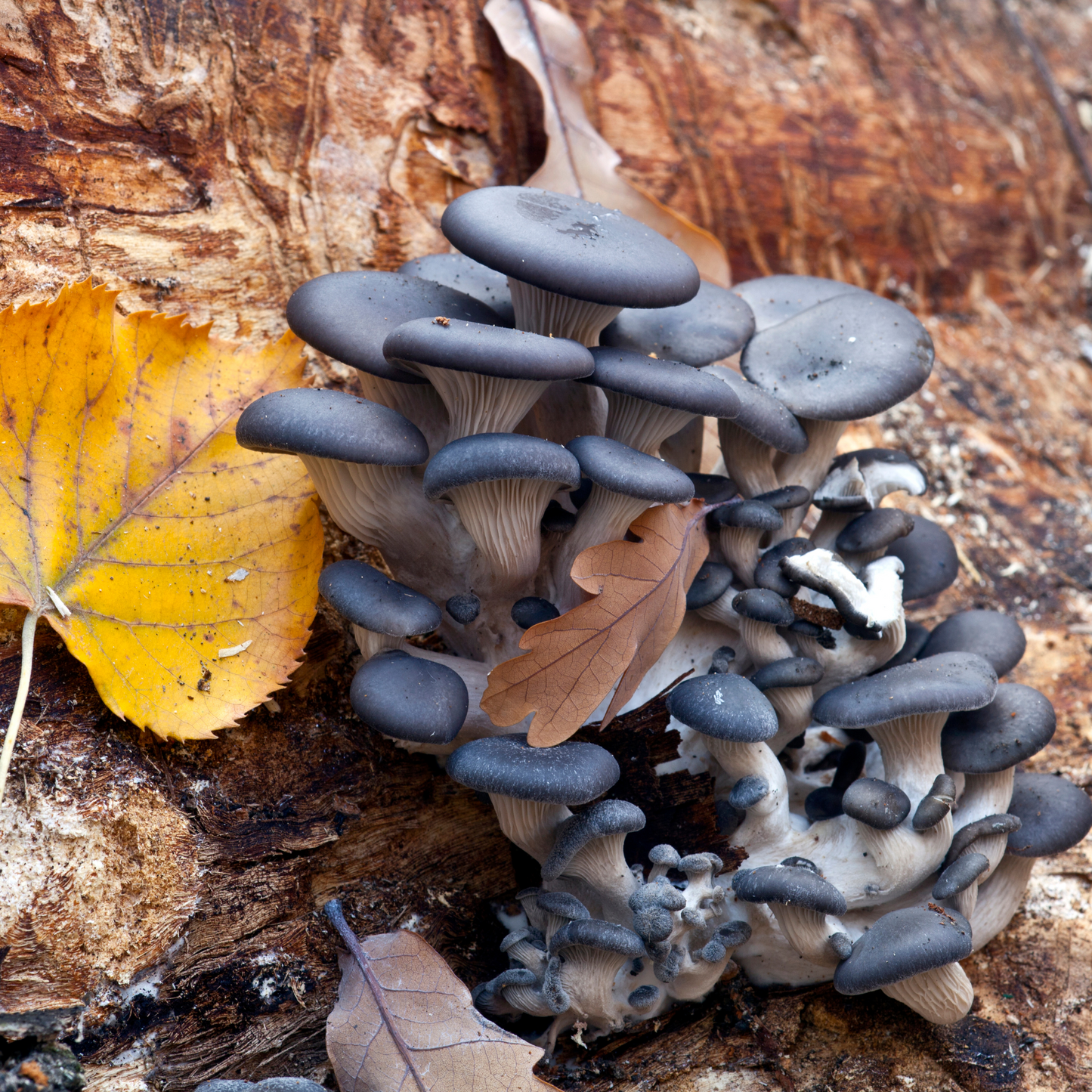 Blue Oyster Mushroom Grow Kit