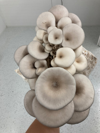 Giant Pearl Oyster Mushrooms (1kg)