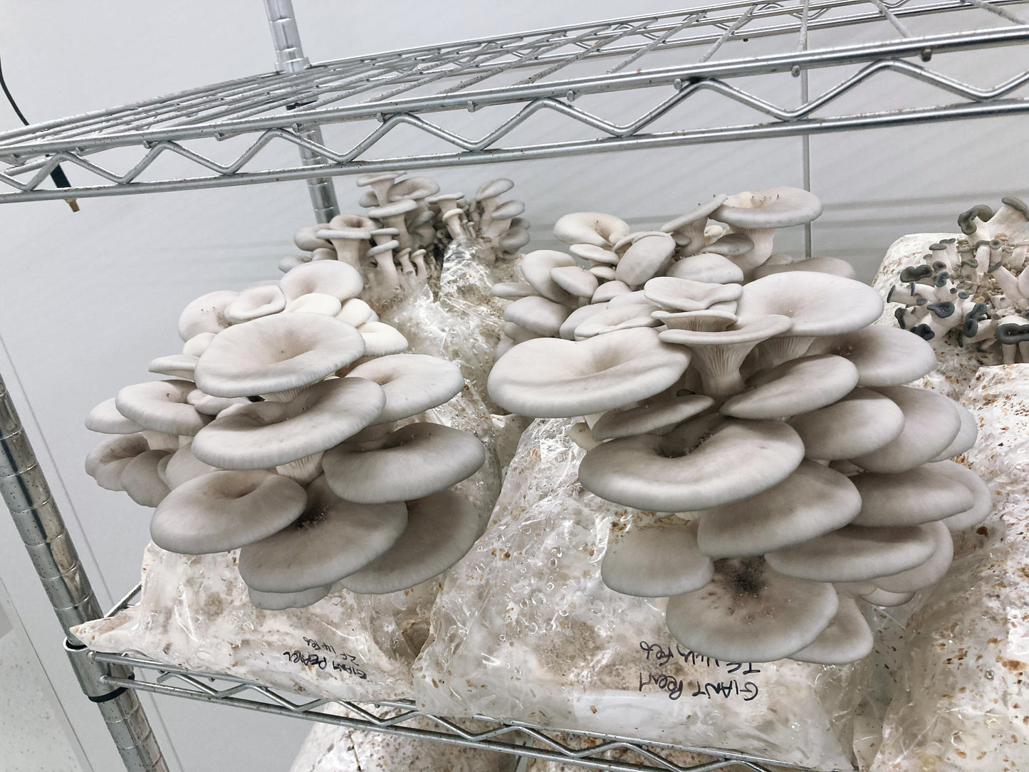 Giant Pearl Oyster Mushroom Grow Kit