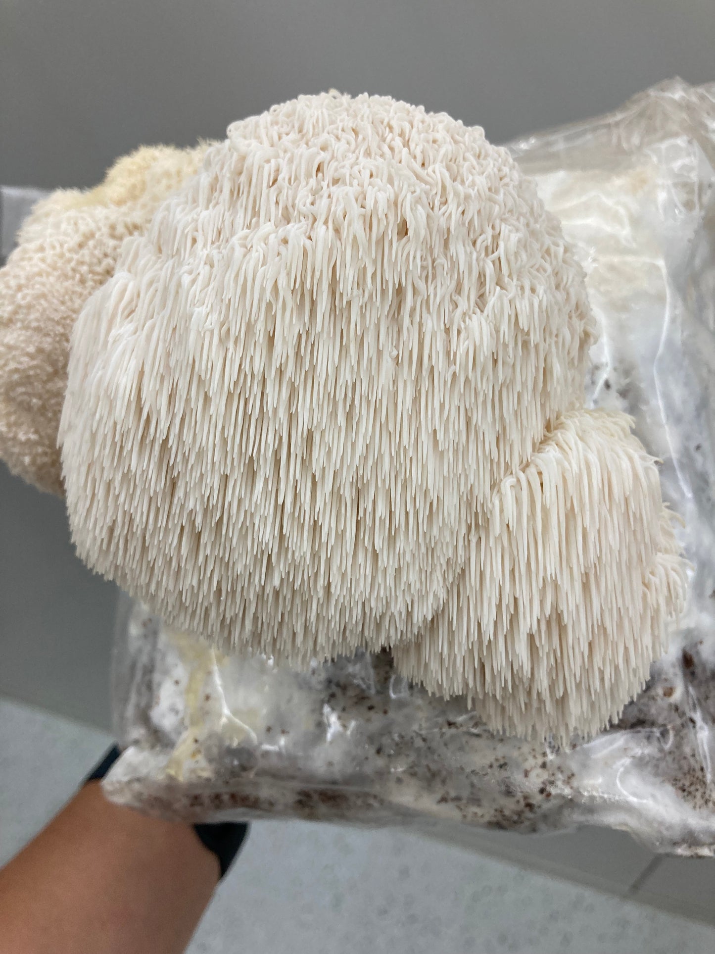 Lions Mane Grow Kit