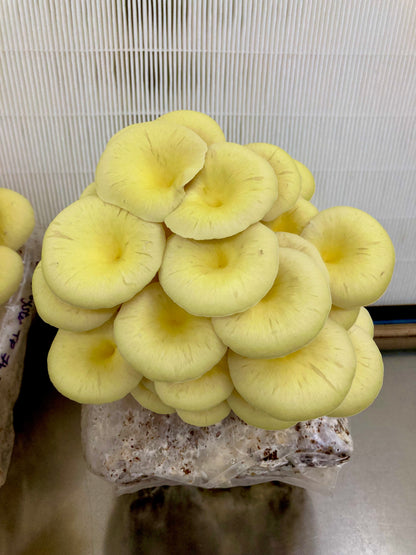 Fresh Yellow Oyster Mushrooms (1kg)