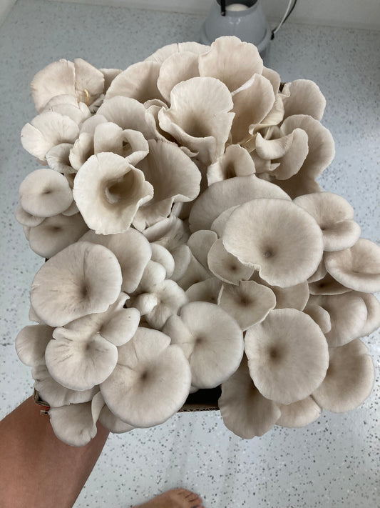 Fresh Blue Oyster Mushrooms (1kg)