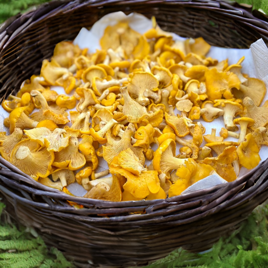 Dried Yellow Oyster Mushrooms