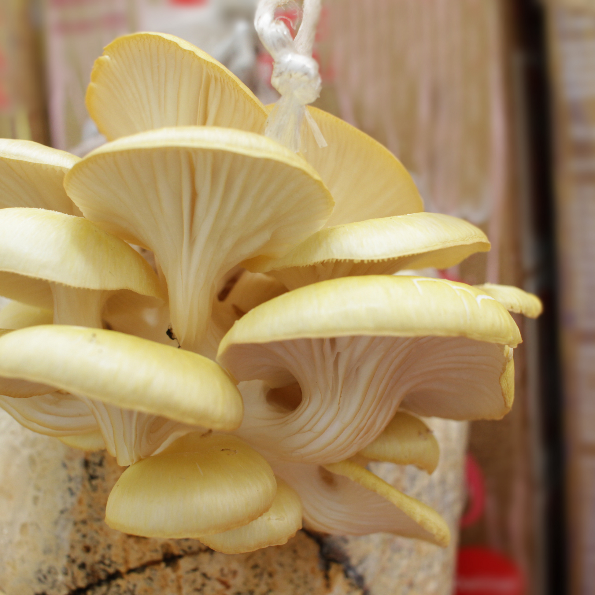 Yellow oyster Mushrooms growing from a substrate block